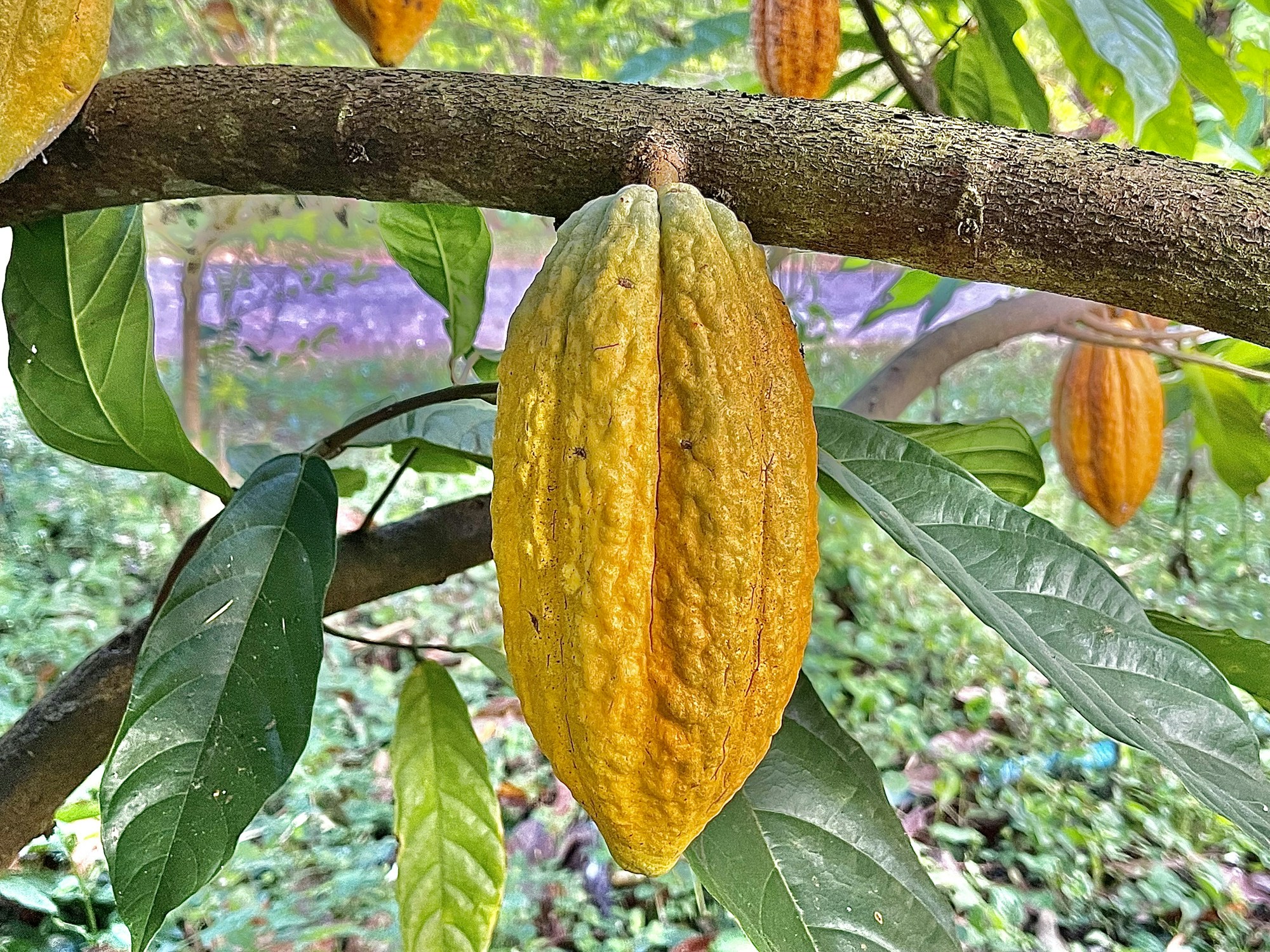 Ripe golden cocoa pod surrounded by rich green leaves