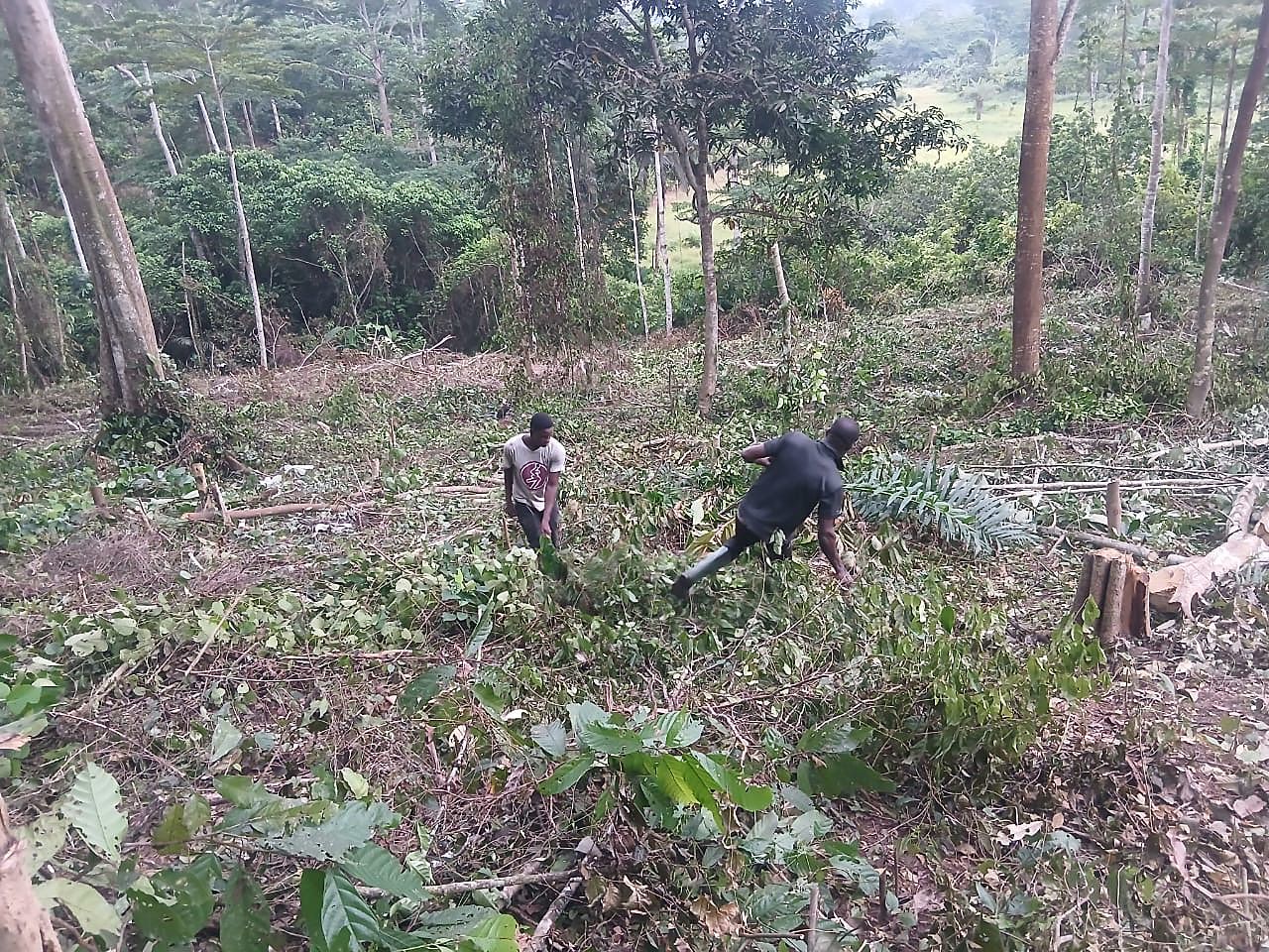 Two workers clearing cut vegetation on a sloping plot of land