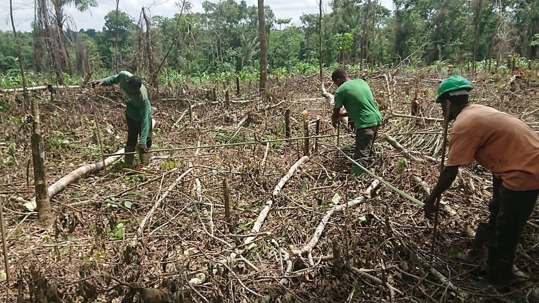 Three workers using a rope line to mark out planting rows on cleared land