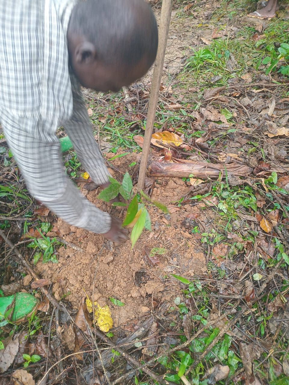 Farmer firming the soil around a newly planted cocoa seedling