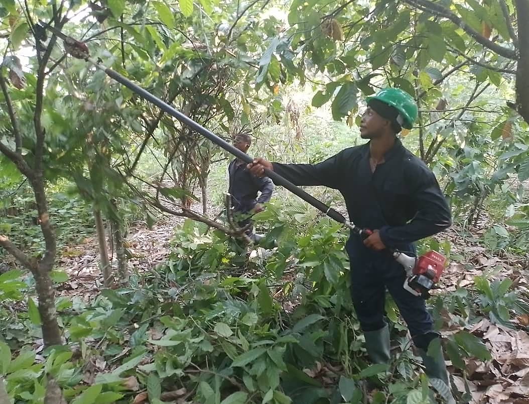 Gadak worker in a green helmet pruning a cocoa tree with a pole saw