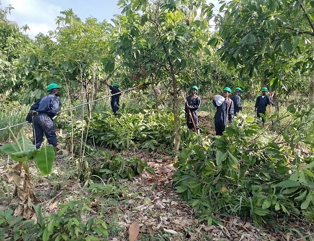 Gadak field team in green safety helmets working together in a cocoa farm