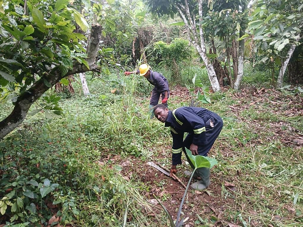 Gadak worker clearing weeds around young cocoa plants with a cutlass